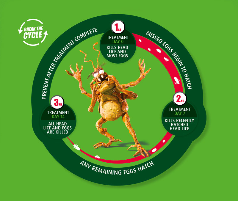 Head lice life cycle